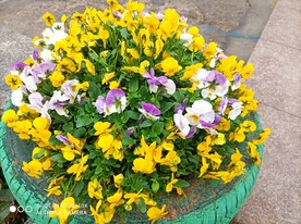 香堇菜