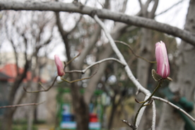 玉兰 花 二月的风