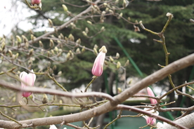 玉兰 花朵 二月的风