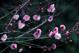 红梅花