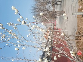 墙外白色玉兰花