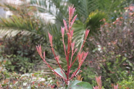 芽