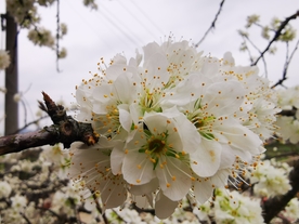枝头上盛开的梨花