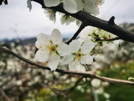 枝头上盛开的梨花