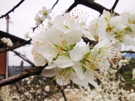 枝头上盛开的梨花