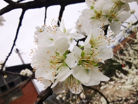 枝头上盛开的梨花