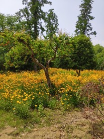 马山风景