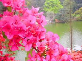 三角梅花