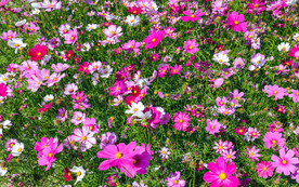 波斯菊