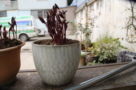 芽