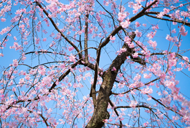 蓝天下唯美粉色樱花摄影图