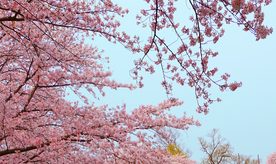 浪漫粉色樱花摄影图