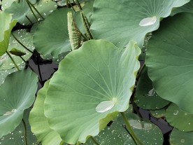 雨后荷塘