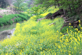 油菜地