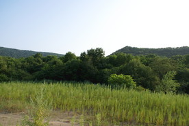 野外