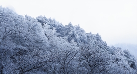 雪松清晨