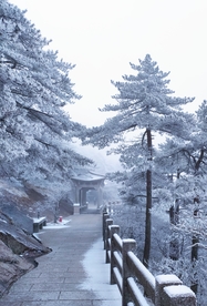 雪松清晨