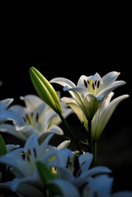 玉兰花