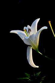 玉兰花