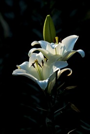 玉兰花