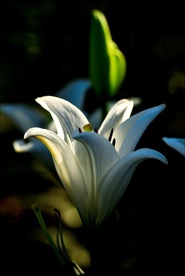 玉兰花