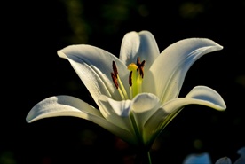 玉兰花
