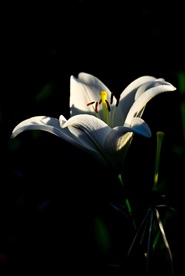 玉兰花