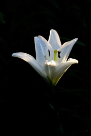 玉兰花