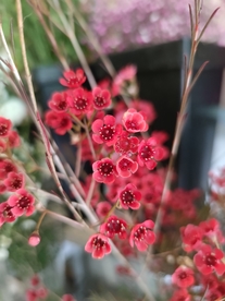 腊梅