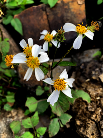 鬼针草白花