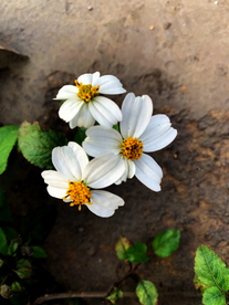 鬼针草白花