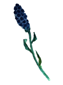 手绘水彩花卉花型花瓣