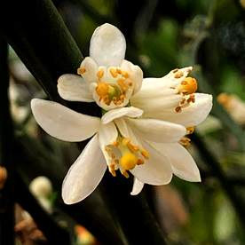 桔子花