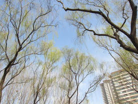 春天柳树