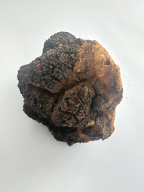 桦树茸