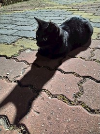 猫的梦想