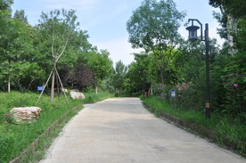 北京某公园园路两侧植物景观