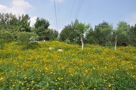 大花金鸡菊大面积栽植效果