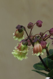 吊钟花