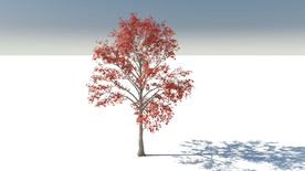 C4D模型树木果树木棉