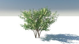 C4D模型树木果树五蕊柳