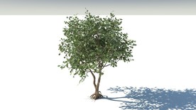 C4D模型树木果树海榄雌