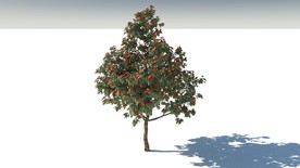 C4D模型花楸树