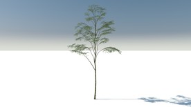 C4D模型树苗