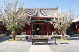 庙宇中的西府海棠正在盛开