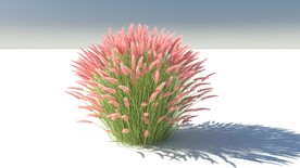 C4D模型狼尾草狗尾巴草