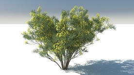 C4D模型台湾相思