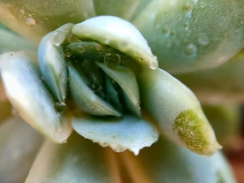 厚叶月影 花草