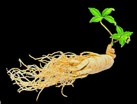 草本植物药材图片