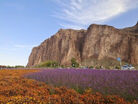 薰衣草风景